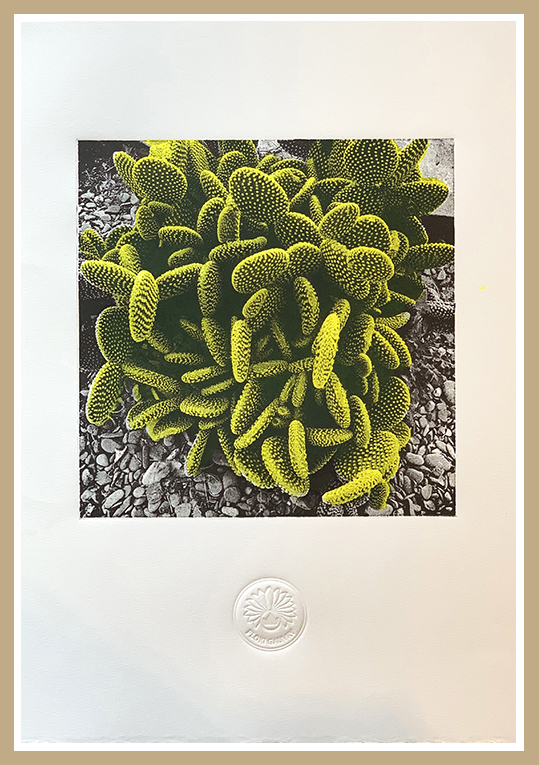 'Cactus'